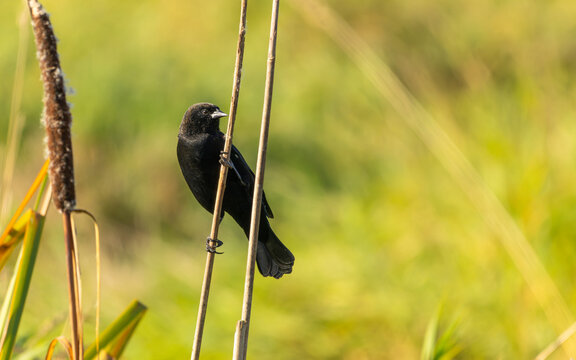Red-winged Blackbird Perched on a Dry Reed