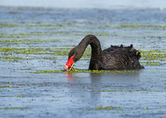 Black Swan Feeding on Aquatic Plants © Ethan