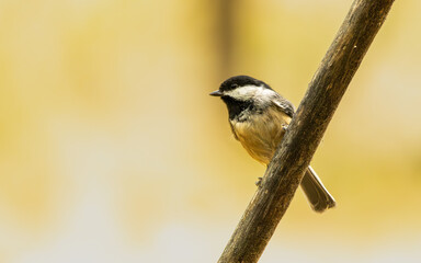 Black-capped Chickadee on a Dead Branch © Ethan