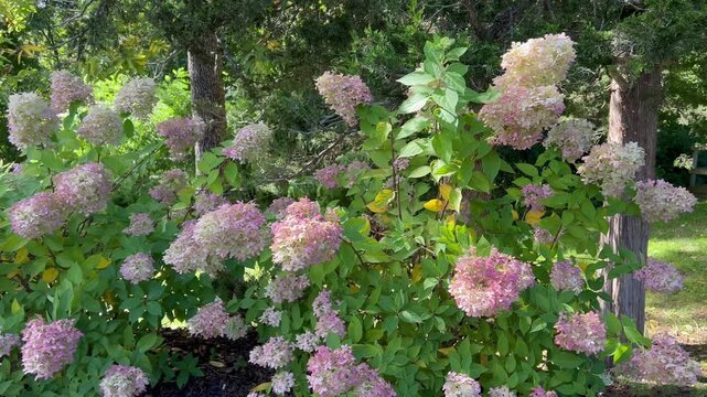 Pink and white hydrangea bush blowing gently in the wind