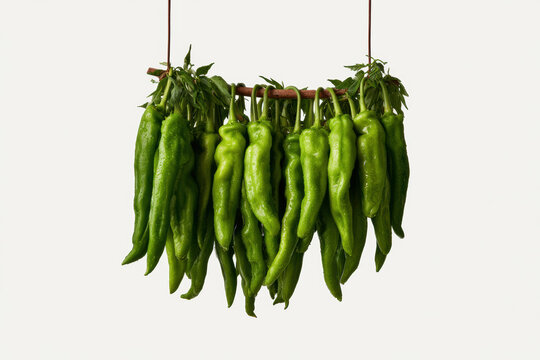 Green peppers hanging photo, fresh harvested bell peppers on wooden stick