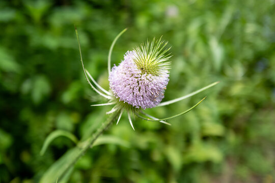 Common teasel (Dipsacus fullonum) flower blooming in a public park in Windsor, Ontario, Canada, July 2026