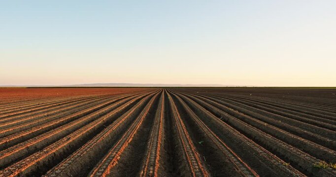 Cultivated agricultural field with converging furrows under a clear sky at sunset