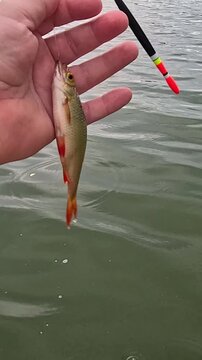 A small silver fish hangs from a hook above calm water, is then lifted and held in an open palm, its scales catching bright sunlight as the angler closely examines the fresh catch.