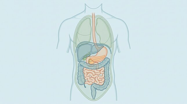 Human Digestive System Anatomy Showing Major Internal Organs