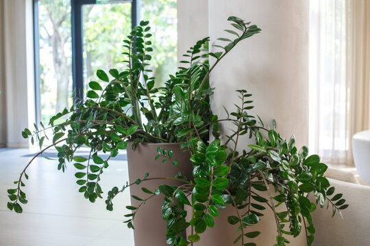 zamioculcas houseplant with green oval leaves in a beige pot on table near window indoors, blurred trees outside, white walls and curtain, home interior, no people, indoor gardening concept