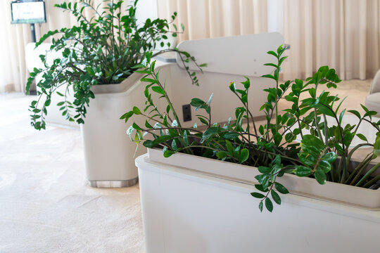 green zamioculcas plants with many oval leaves in big white and beige planters in light interiors with beige curtains, white floor, no people, indoor decor, office and home greenery concept