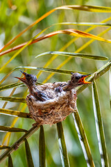 Hungry nesting hummingbird fledglings waiting  © Mark Ahn Photography