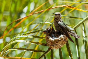 Nesting hummingbird family © Mark Ahn Photography