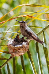 Nesting hummingbird family © Mark Ahn Photography