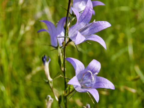Harebells (Campanula rotundifolia) blooming in a wildflower meadow in the Dordogne, France

