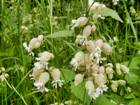 Close up of Silene vulgaris (The bladder campion or Maidenstears) growing wild in a meadow
