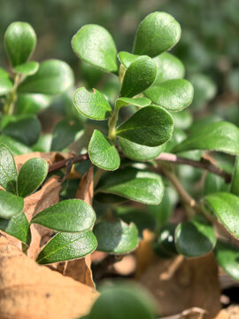 Vibrant green leaves thriving among fallen autumn foliage