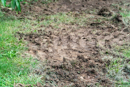 Fresh tire tracks embedded in a muddy patch of vibrant green grass and brown soil, showcasing a messy ground texture perfect for themes of nature, agriculture, or environmental impact.