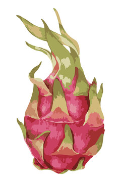 Vectorized dragon fruit sticker with a white border