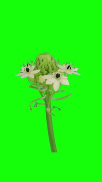 Time lapse of Ornithogalum thyrsoides, also known as African white lily or Star of Bethlehem, blooming from buds to fully open white flowers on a green screen, vertical.