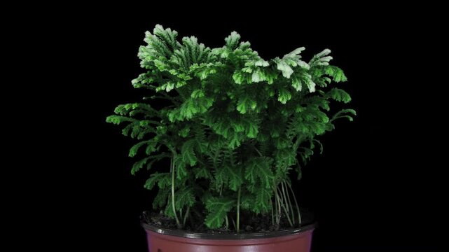 Time lapse of Selaginella (spikemoss, clubmoss) plant in a pot, pale new shoots maturing into lush green fronds. Feathery leaves sway and flutter throughout, isolated on black background, 4K
