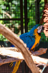 Colorful blue-and-yellow macaw perched on a branch inside an enclosure in Brazil    © Marco Olivetti