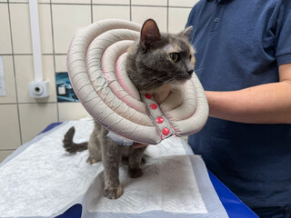 Gray cat wearing a soft inflatable recovery collar stands on an examination table at a veterinary clinic. Pet healthcare, veterinary treatment, animal recovery, protective care and wellbeing © Sofia