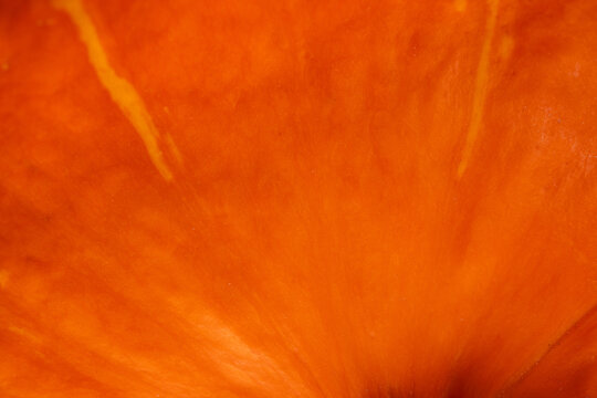 Vibrant orange pumpkin texture close up abstract detail