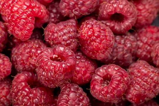 Fresh organic raspberries showing healthy food and sweet taste