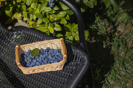 Fresh blueberries in basket on garden chair