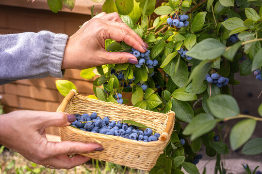 Woman harvesting fresh blueberries from bush into basket