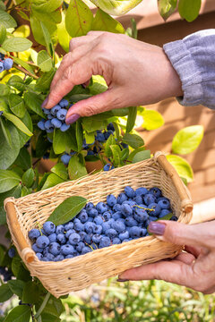 Woman picking fresh organic blueberries into wicker basket