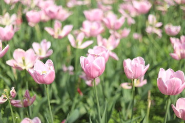 Fototapeta premium Pink Tulips Field in Full Bloom at the Canadian Tulip Festival, Ottawa, Ontario, Canada