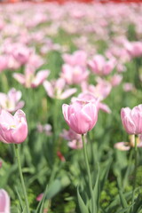Fototapeta premium Pink Tulips Field in Full Bloom at the Canadian Tulip Festival, Ottawa, Ontario, Canada