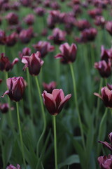 Obraz premium Beautiful Dark Purple with Pink Lilac Edges Hakuun Tulips in Full Bloom at the Canadian Tulip Festival, Ottawa, Ontario, Canada