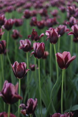 Fototapeta premium Beautiful Dark Purple with Pink Lilac Edges Hakuun Tulips in Full Bloom at the Canadian Tulip Festival, Ottawa, Ontario, Canada
