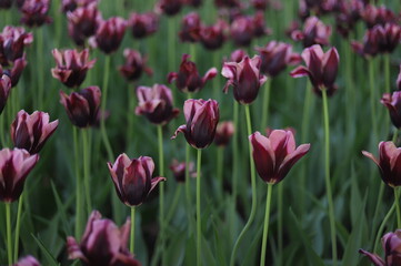 Fototapeta premium Beautiful Dark Purple with Pink Lilac Edges Hakuun Tulips in Full Bloom at the Canadian Tulip Festival, Ottawa, Ontario, Canada