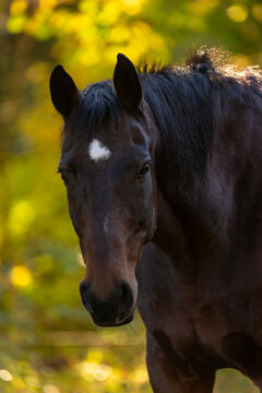 Pferd im Herbst