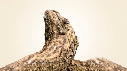 Fototapeta premium Detailed textured tree trunk with rough bark against soft cream background