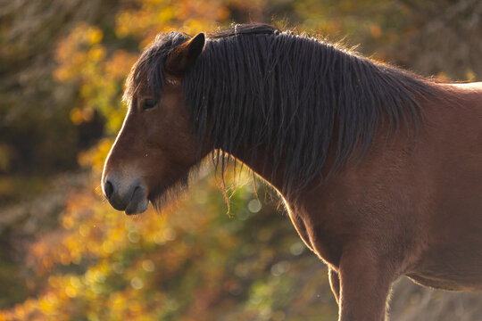 Pferd im Herbst