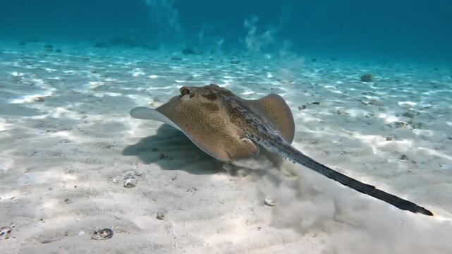 Spotted stingray gliding gracefully across sandy ocean floor in clear blue tropical water captures beautiful underwater nature video motion footage