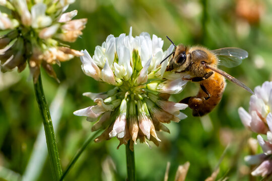 bee on a flower