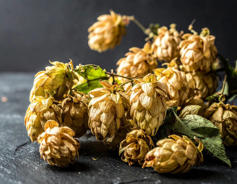 Dried hops flower heads scattered on a dark slate surface with moody sidelighting highlighting the intricate leafy textures.