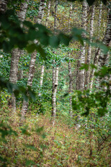 Obraz premium woods in the mountains