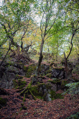 Obraz premium woods in the mountains