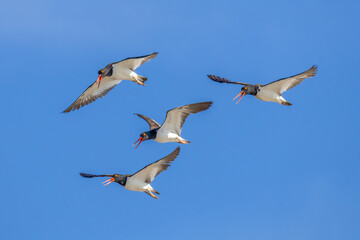 Obraz premium oystercatchers in flight