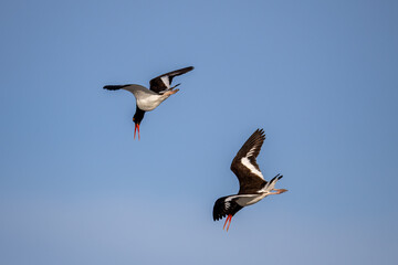Obraz premium oystyercatcher in flight