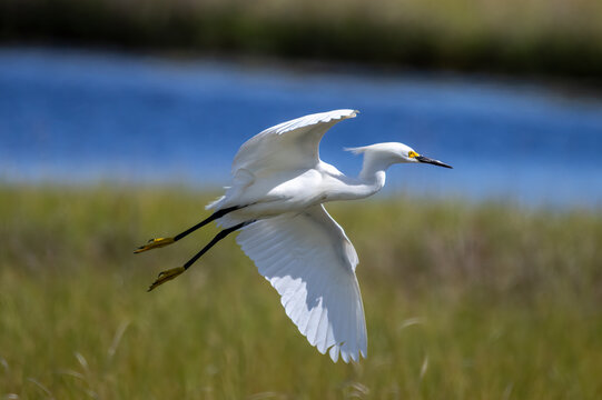 snowy egret in flight