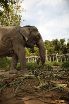 elephant in the park