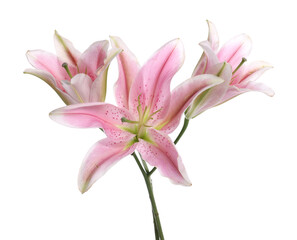 Obraz premium Beautiful pink lily flowers isolated on white