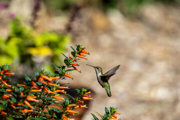 hummingbird in flight © Eric
