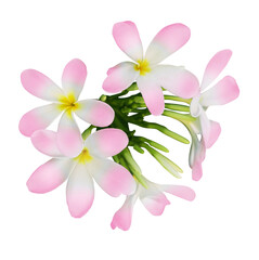 Pink plumeria flowers isolated on white. Tropical plant © New Africa
