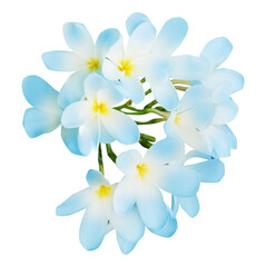 Blue plumeria flowers isolated on white. Tropical plant © New Africa