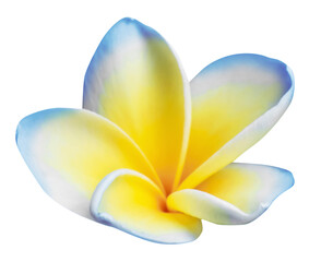 Blue plumeria flower isolated on white. Tropical plant © New Africa